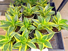 4″ Golden Snake Plant Live – Sansevieria – Easy Care Indoor Houseplant