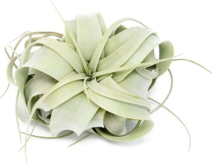 Seedling Xerographica Air Plants 2–4″ – Easy Care Indoor Outdoor Decor