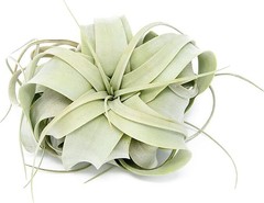 Seedling Xerographica Air Plants 2–4″ – Easy Care Indoor Outdoor Decor