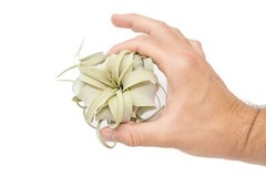 Seedling Xerographica Air Plants 2–4″ – Easy Care Indoor Outdoor Decor