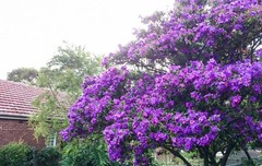 ~~ Ecuador Purple Princess Glory Bush Plant~~Tibouchina Lepidota grandifolia~~