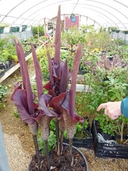 6 LB 2 OZ AMORPHOPHALLUS KONJAC 7.5 INCH BULB TUBER VOODOO LILY RIVIERI AROID