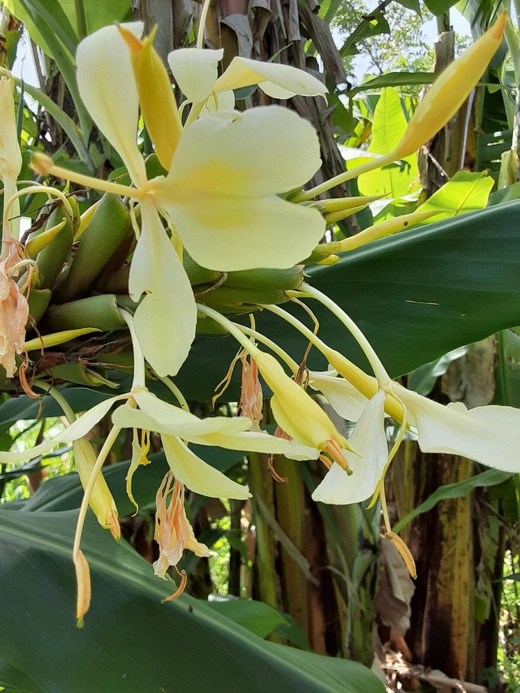 2x Yellow butterfly ginger rhizomes with stalk. Very fragrant with many flowers.