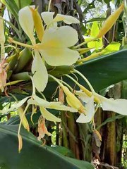 2x Yellow butterfly ginger rhizomes with stalk. Very fragrant with many flowers.