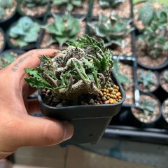 8CM Succulent Cactus Plant Euphorbia Cylindrifolia Cristata Cactaceae Beautiful