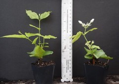 BELLE OF INDIA JASMINE~~Jasminum Sambac Double~Starter Plant~ Intensely Fragrant