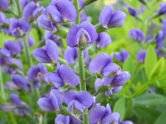 BAPTISIA AUSTRALIS~LIVE BLUE INDIGO PLANT GROWS 3-4 FEET TALL 100’S OF FLOWERS!!