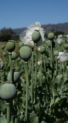 Peshawar Poppy Seeds, White Flower, BULK SEED SIZES, Certified Organic Non-GMO