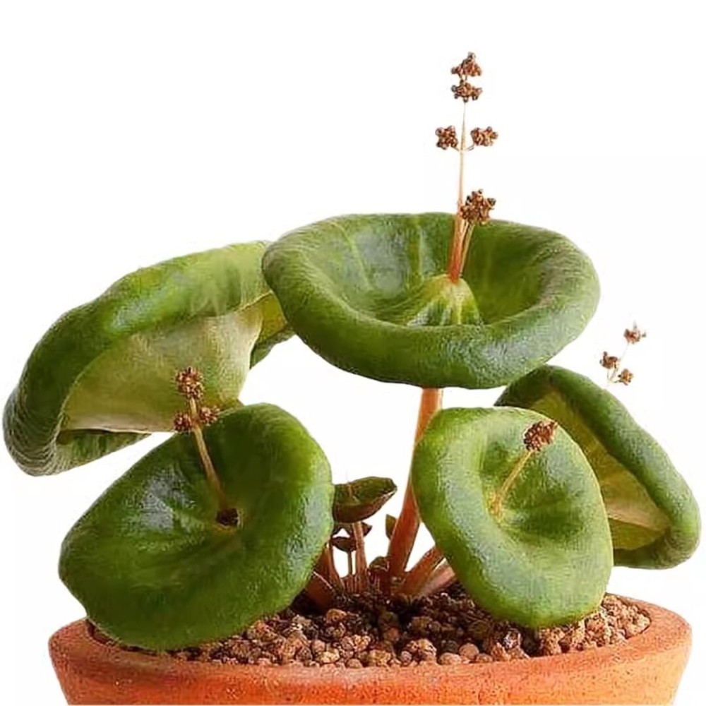 1CM Succulent Plant Crassula Umbella Wine Cup Crassulaceae Home Garden Beautiful