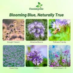1 LB Lacy Phacelia Seeds – Phacelia Tanacetifolia Wildflower Seed