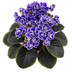 African Violet Plant Aca’s Inquisitive George Starter Plant Standard