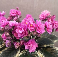 African Violet Plant Cajuns Hot Expectations Starter Plant Standard
