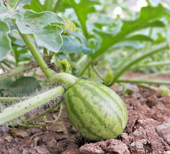 20+ Watermelon Seedss (Citrullus lanatus) Bundling 4 Cultivar Garden Package