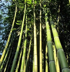 Chinese Timber Bamboo Phyllostachys Vivax Rhizome Fast Growing