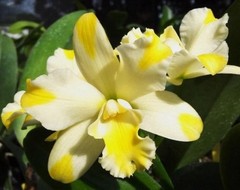 Cattleya Solar Flare ‘Paradise’ White Yellow Flare NBS Orchid Hybrid 2.5” Pot