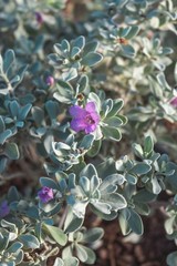 1G Silverado Sage Plant Shrubs Live In Planters For Outdoor Plants Live Live