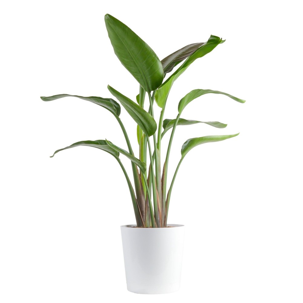 White Bird of Paradise, Large Live Indoor Plant, 2-3 Feet Tall Houseplant in …