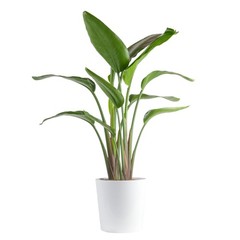 White Bird of Paradise, Large Live Indoor Plant, 2-3 Feet Tall Houseplant in …