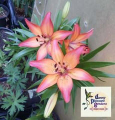 ROYAL SUNSET LILY FLOWER BULBS HARDY PERENNIAL PLANTS GROW 42″ TALL SUMMER BLOOM