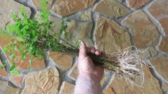 Live Plants -Shrubs -Trees 30 days old, 6″ to 10″ tall Ready to Plant seedlings