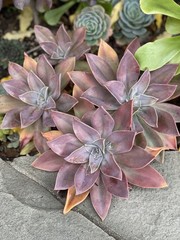 Rare Succulent Pink Graptoveria Dusty Easy Care Rooted Live Plant 3-Inch