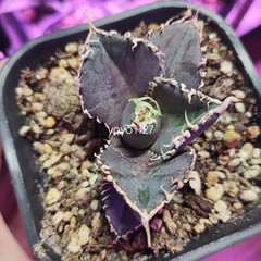 1PCS Agave Titanota ‘King Kong’ RareAgave Succulent Plant 6-8cm