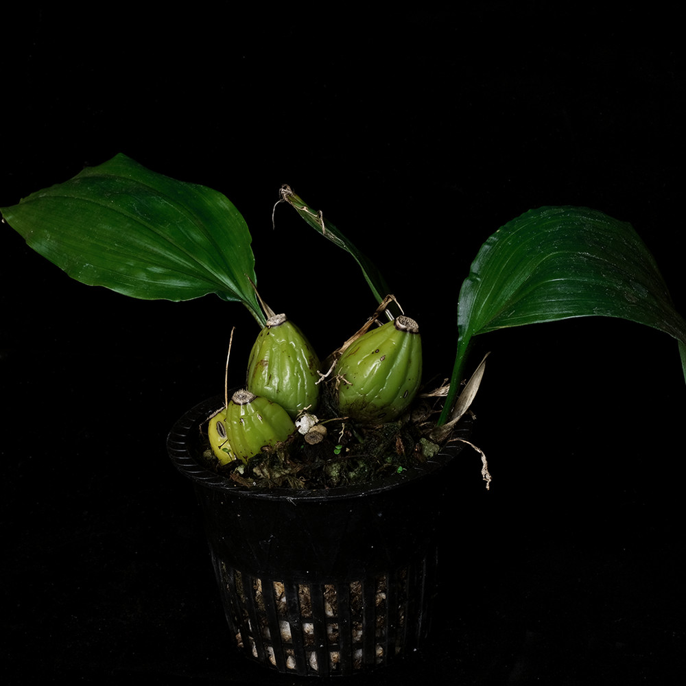 Stanhopea tigrina – 3.25″ pot – Orchid