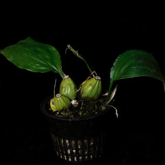 Stanhopea tigrina – 3.25″ pot – Orchid
