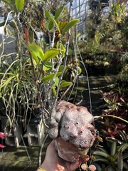 Hydnophytum Moselyanum “Ant Plant”