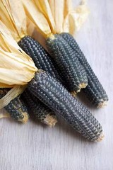 50 BLUE POPCORN Blue Kernels Pop White Corn Zea Mays Vegetable Seeds *Flat Ship