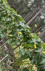 20 Luffa seeds 2023 fall fresh Non-GM Organic 丝瓜 种子