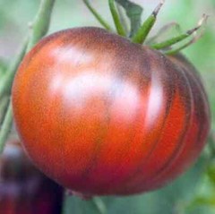 Black Sea Man Tomato Seeds | Non-GMO | Free Shipping | Seed Store | 1289