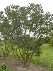Congo Lilac~Syringa Vulgaris~Small Well Rooted STARTER Plant~4-8” Tall