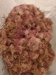 Dried Silk Mimosa Tree Fragarant Pink Flowers Tea Tincture Albizia Julibrissin