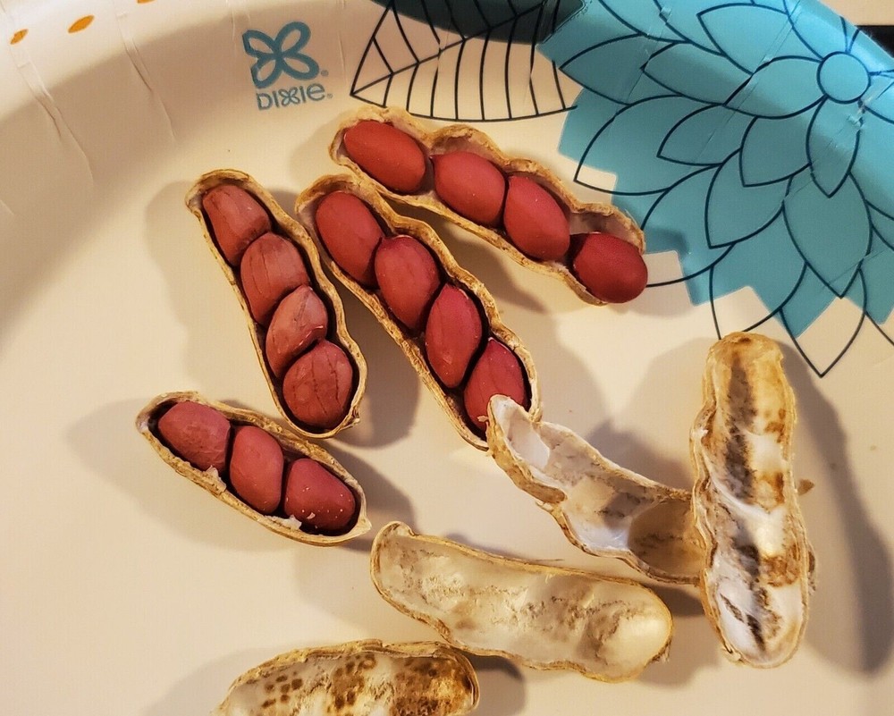 1/2 Pound (Approx. 350 Shelled) Tennessee Red Valencia Peanut Seeds In Shell