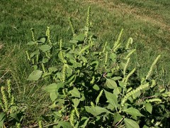 annual marsh elder, sumpweed (Iva annua)—1,000 seeds ($3.50)