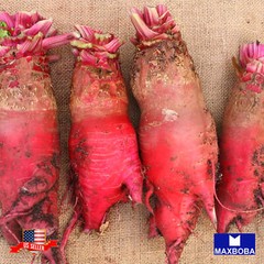Beet Seeds – Red Mammoth Mangel Non-GMO Heirloom Garden
