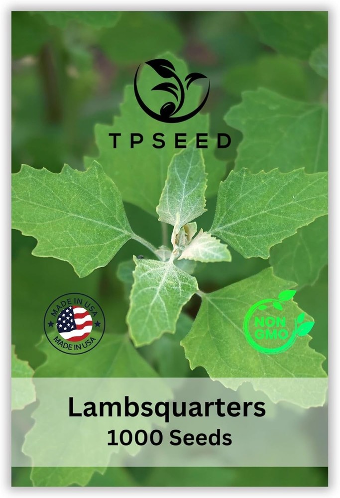 TP Seed Lambs Quarters Seed for Planting Ideal for Medicinal Planting Herb