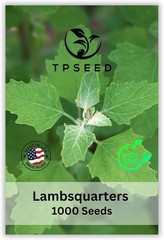 TP Seed Lambs Quarters Seed for Planting Ideal for Medicinal Planting Herb