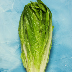 Fresh Crisp Giant Caesar Romaine Lettuce Seeds| Heirloom Non-GMO | Vegetables