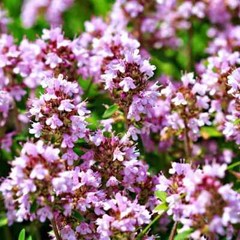 Creeping Thyme WILD Groundcover Perennial Purple Fragrant Bees Non-GMO 500 Seeds