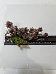 Vintage Sugared Beaded Red Faux Grapes 3 Bundles 7” MCM Glitter Green Leaves