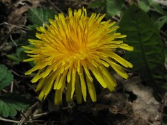 1000 Dandelion Seeds – Taraxacum officnale Seeds – Medicinal and Edible Herb