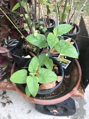 4 ORGANIC PINEAPPLE SAGE/WILD SALVIA PLANTS ATTRACTED HUMMINGBIRD & BUTTERFLY !!