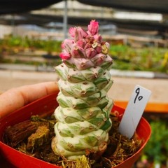 8CM Succulent Cactus Plant Monadenium Ritchiei Nyambense Variegated Cactaceae