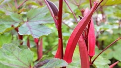 60 Heirloom Red Burgundy Okra Seeds – Tender Pods, Easy Harvest, Easy To Grow!