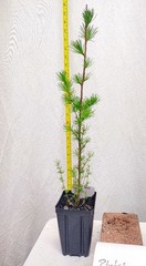Japanese Larch 1 Year old Potted Tree. Pre Bonsai or Landscape. Larix Kaempferi.