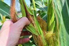 30 GLASS GEM CORN Mixed Colors Ornamental Edible Zea Mays Heirloom Veggie Seeds