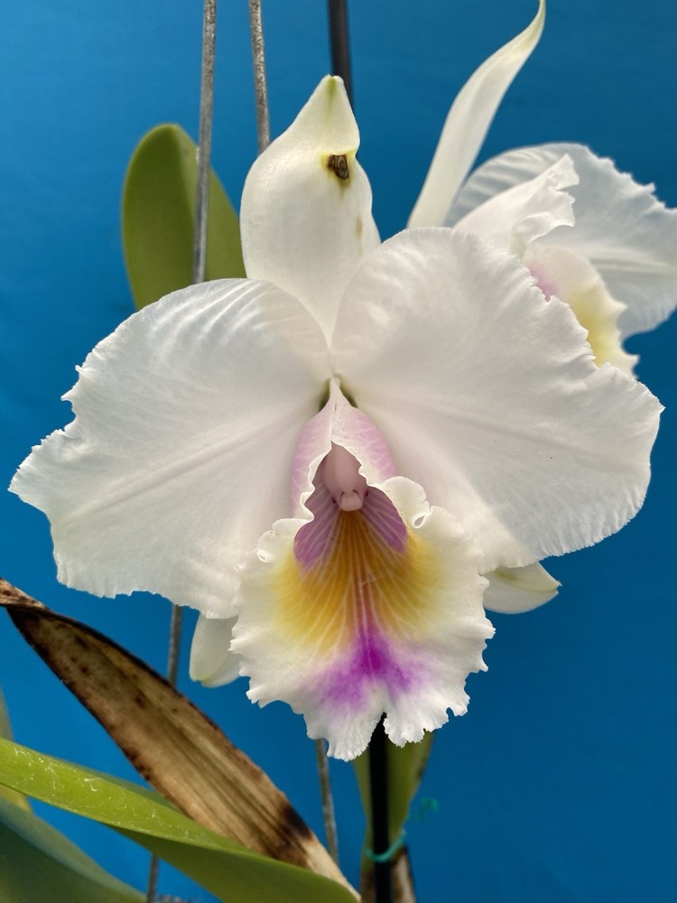 Cattleya quadricolor Orchid Eros X Orlata Pink White Yellow Species 7” PT SHEATH