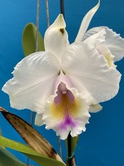 Cattleya quadricolor Orchid Eros X Orlata Pink White Yellow Species 7” PT SHEATH